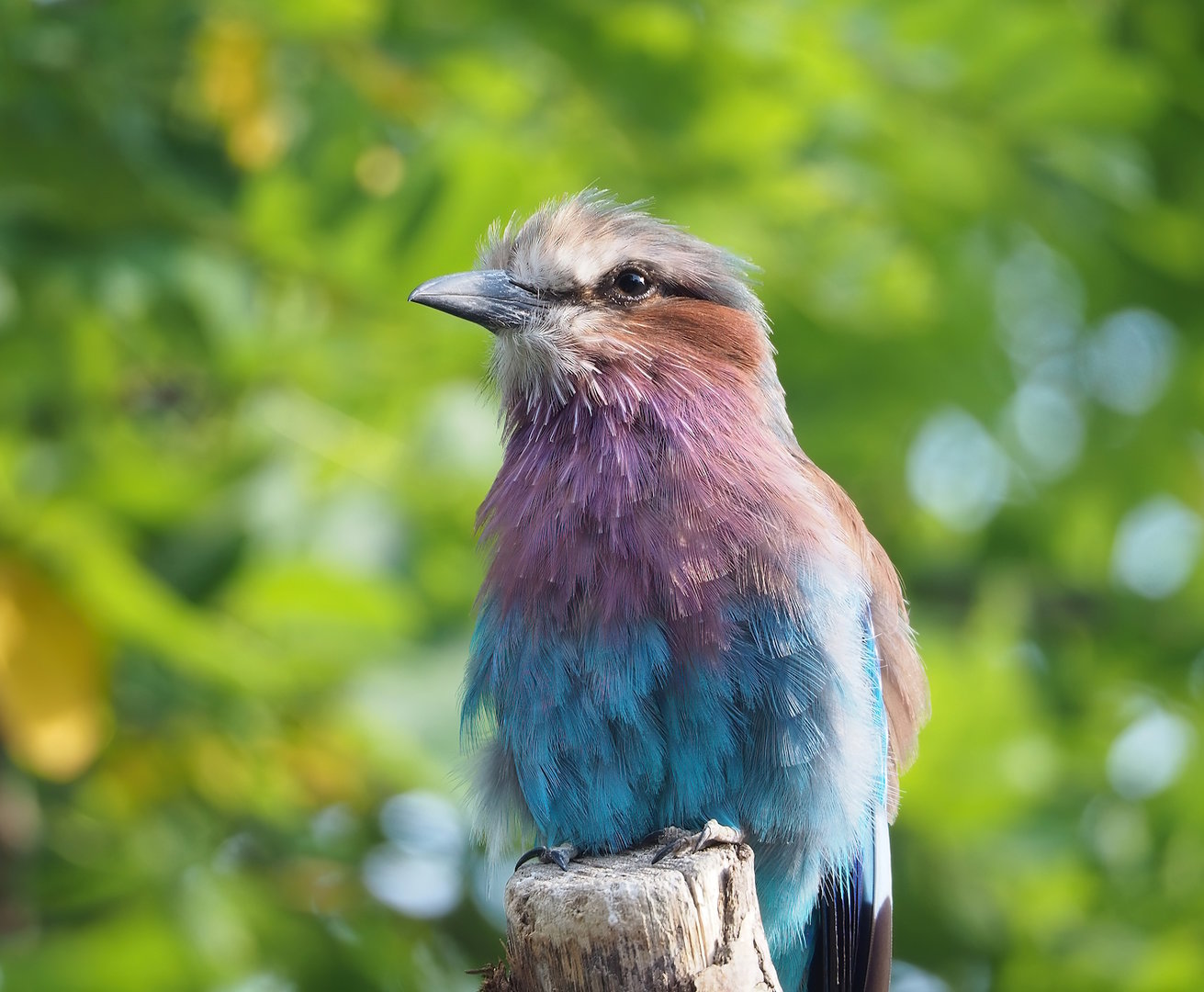 Lilac-breasted roller (Coracias caudatus caudatus), 2022-08-16