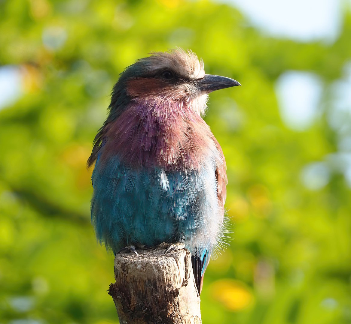 Lilac-breasted roller (Coracias caudatus caudatus), 2022-09-04