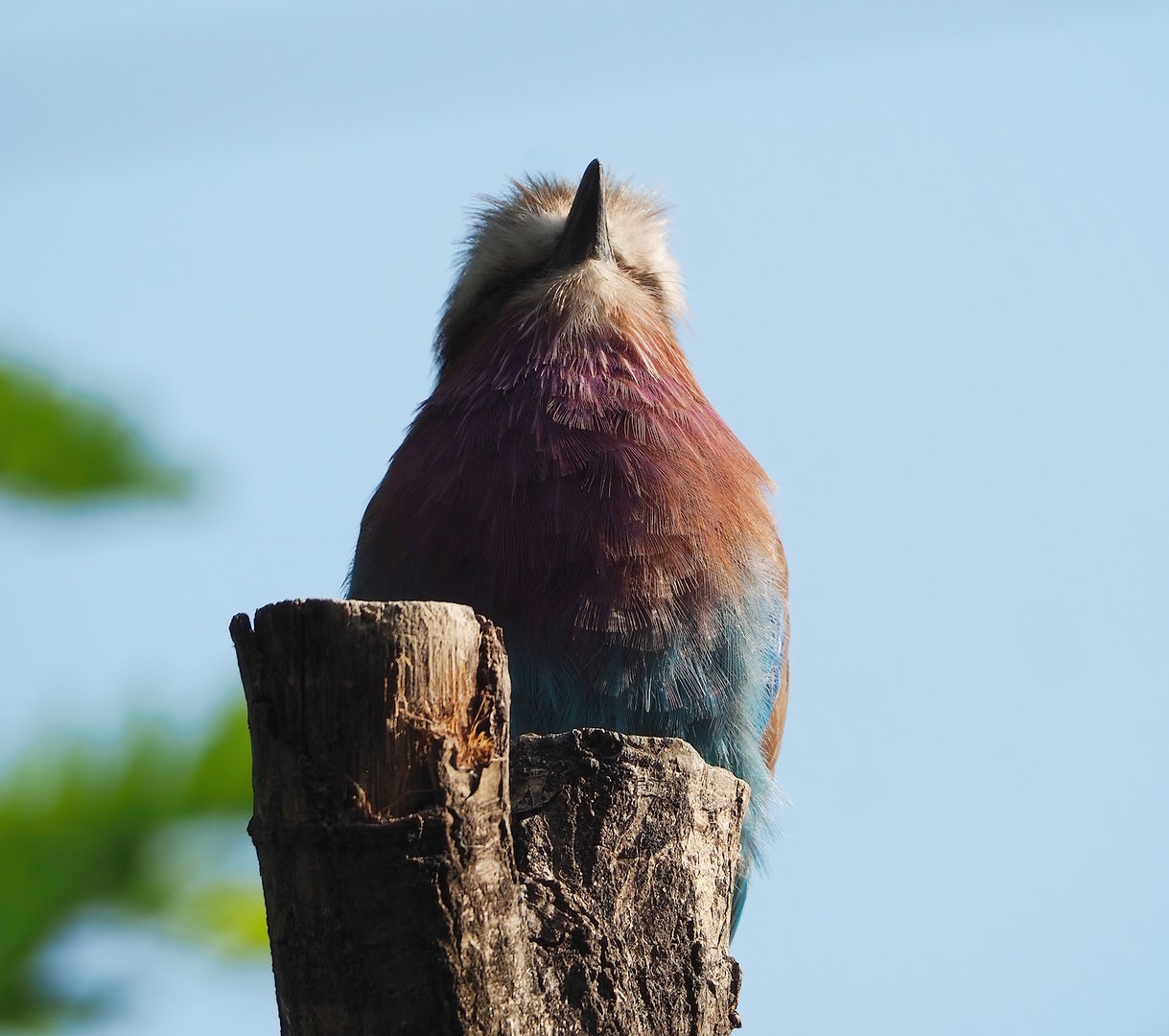Lilac-breasted roller (Coracias caudatus caudatus), 2022-09-04