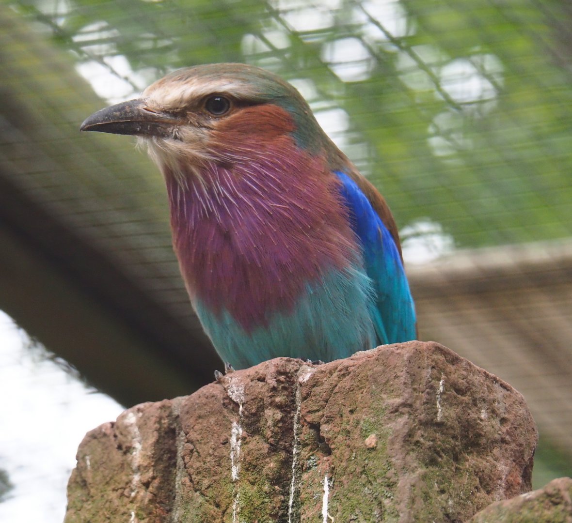 Lilac-breasted roller (Coracias caudatus caudatus)