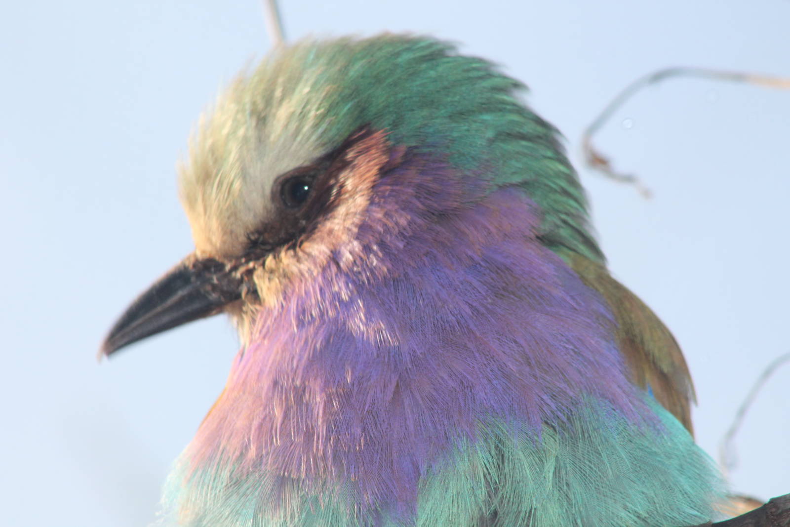 Lilac-breasted Roller (Coracias caudatus) Chester Zoo 29th November 2012