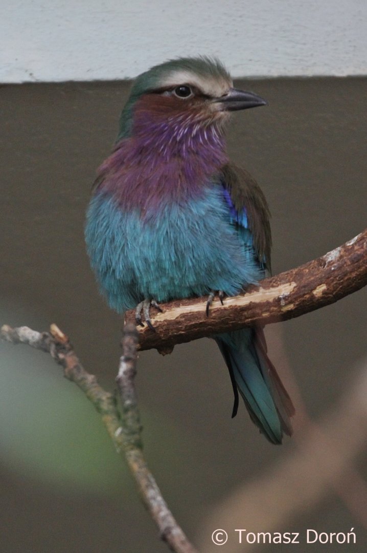 Lilac-breasted Roller (Coracias caudatus), February 2019