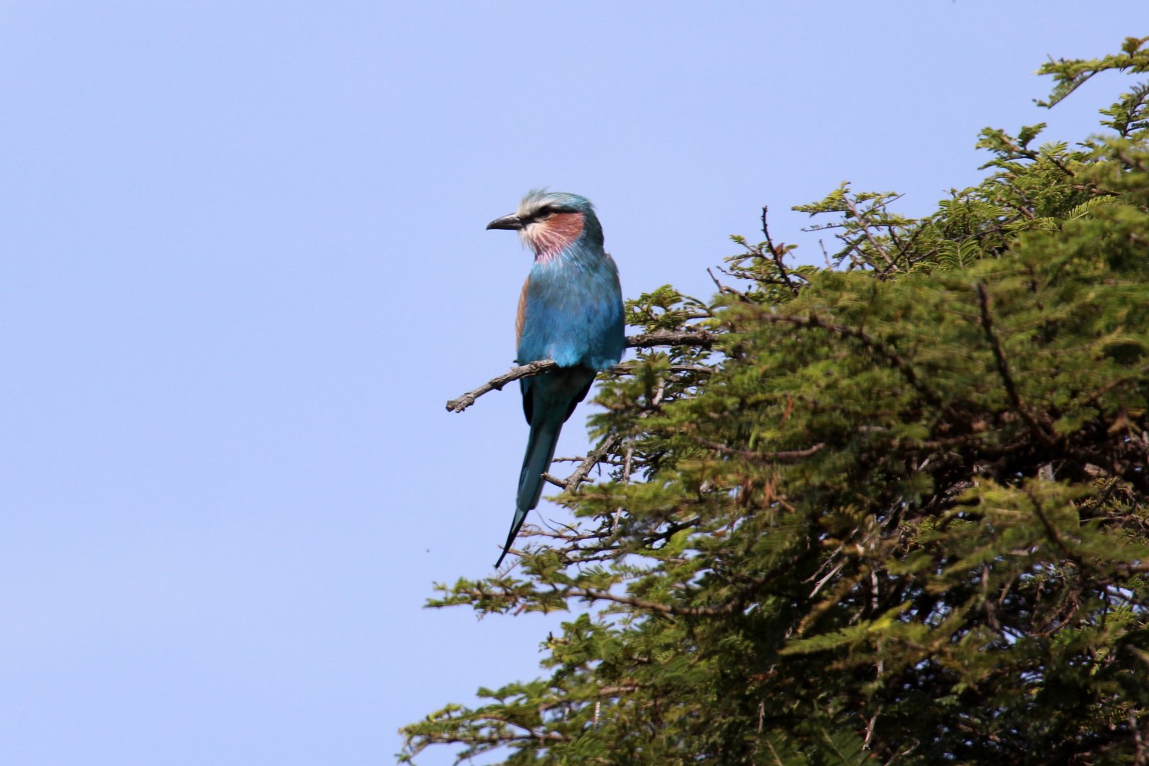lilac-breasted roller (Coracias caudatus) ID?