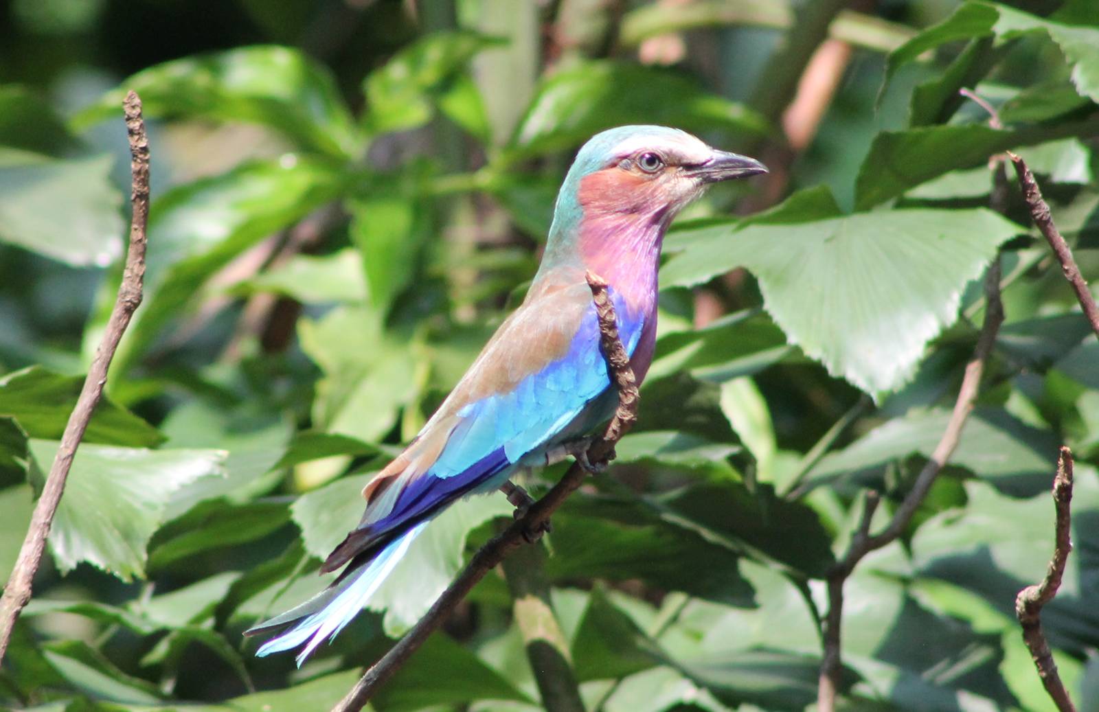 lilac-breasted roller (Coracias caudatus)