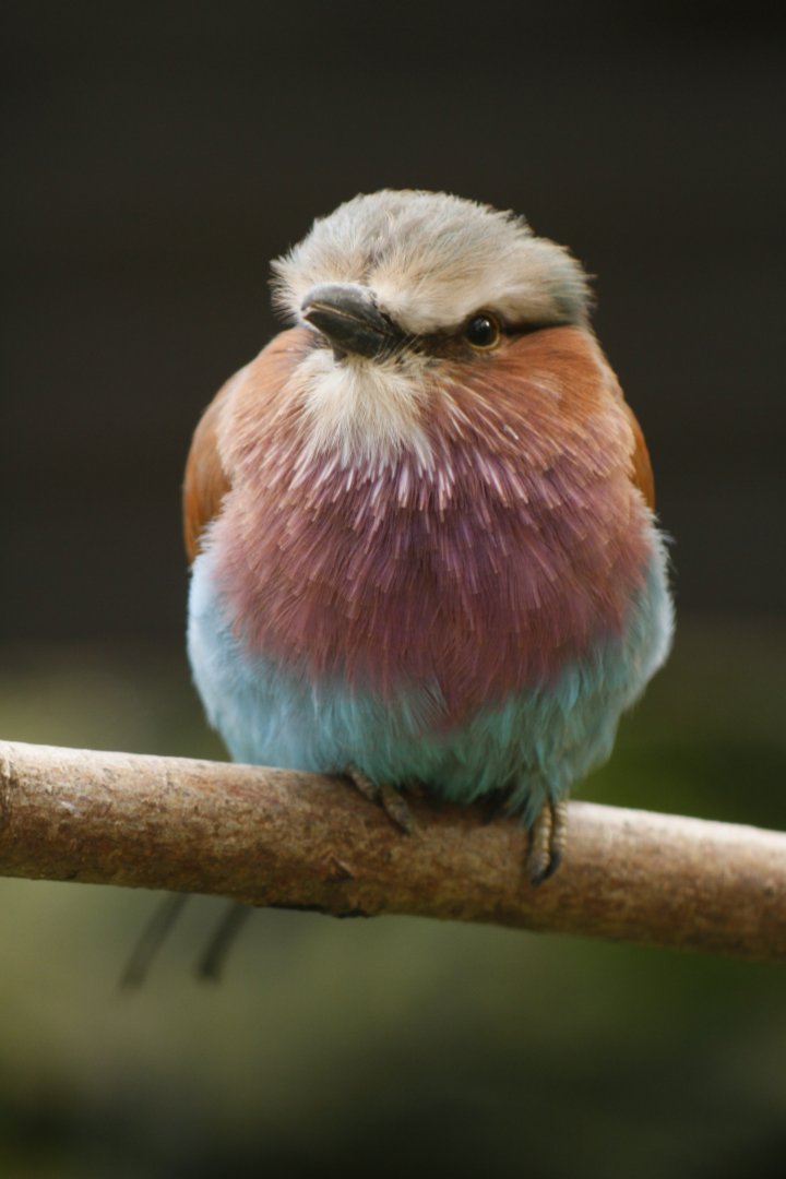 Lilac-breasted roller (Coracias caudatus)