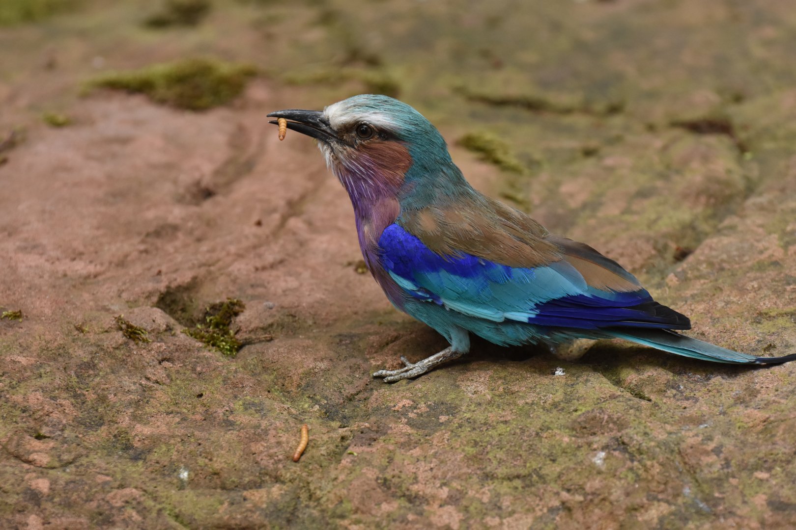 Lilac-breasted Roller Coracias caudatus