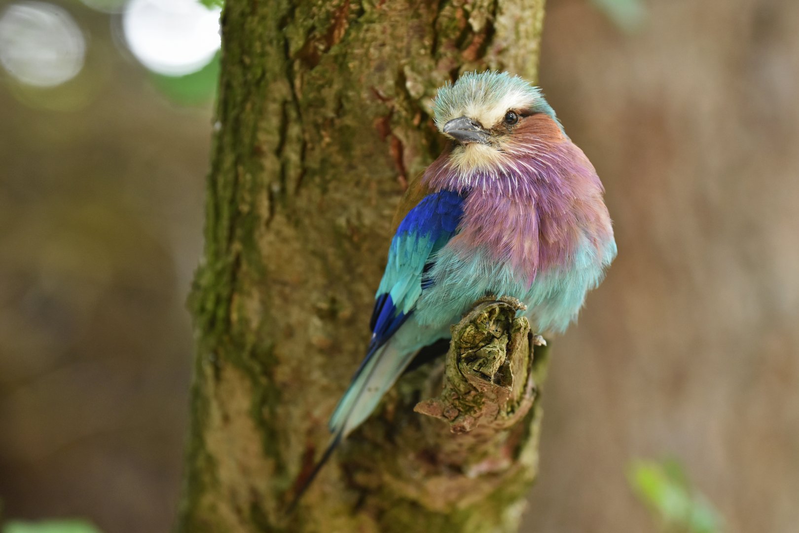 Lilac-breasted Roller Coracias caudatus