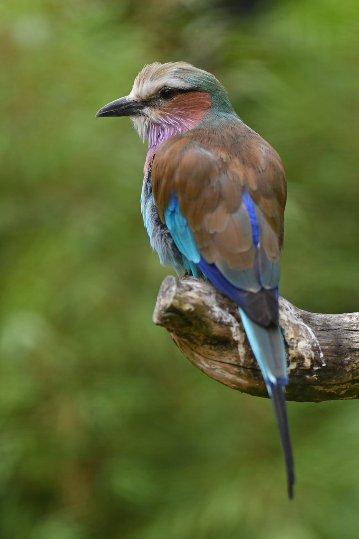 Lilac-breasted Roller Coracias caudatus