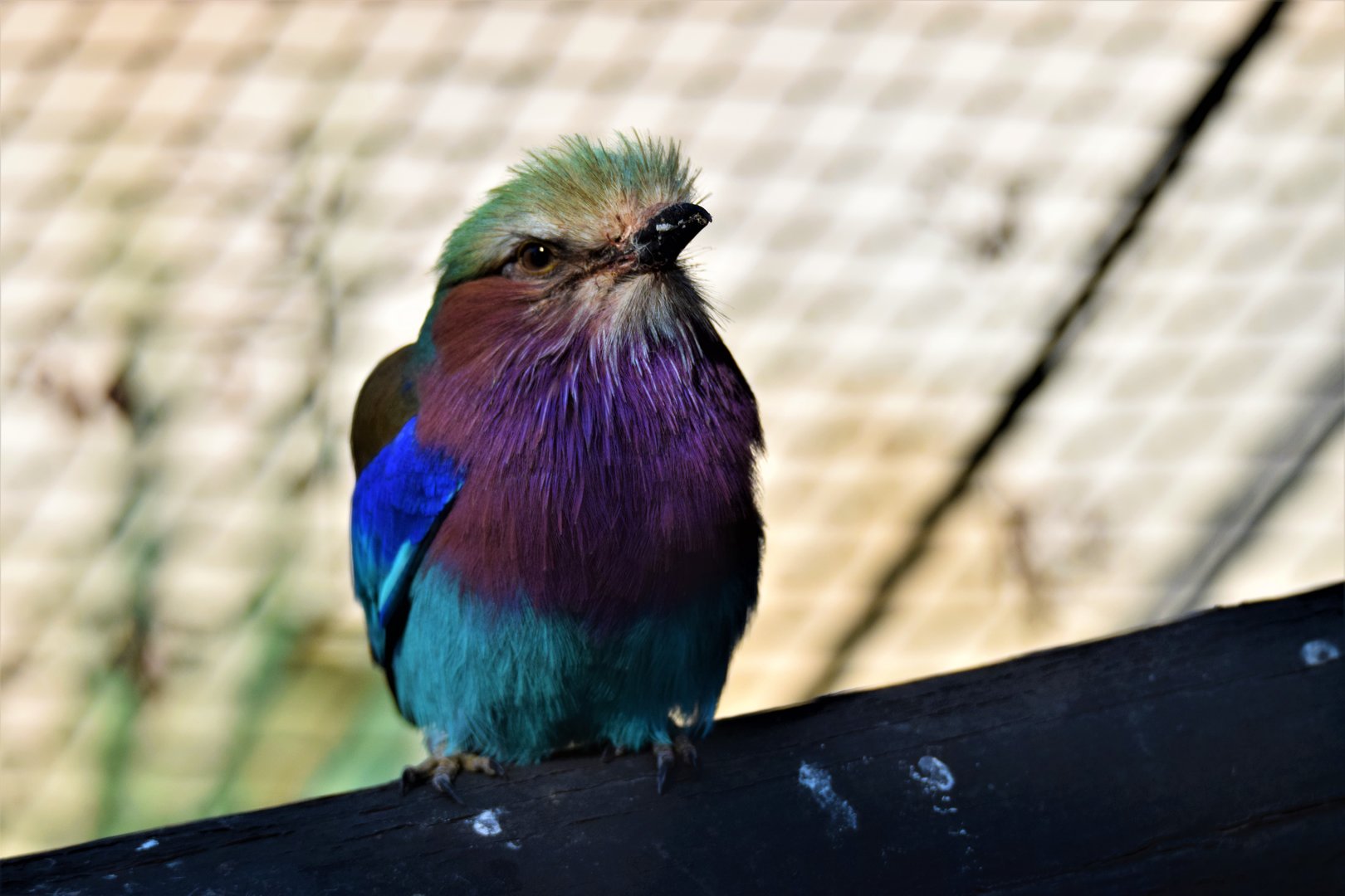Lilac-breasted Roller (Coracias caudatus)