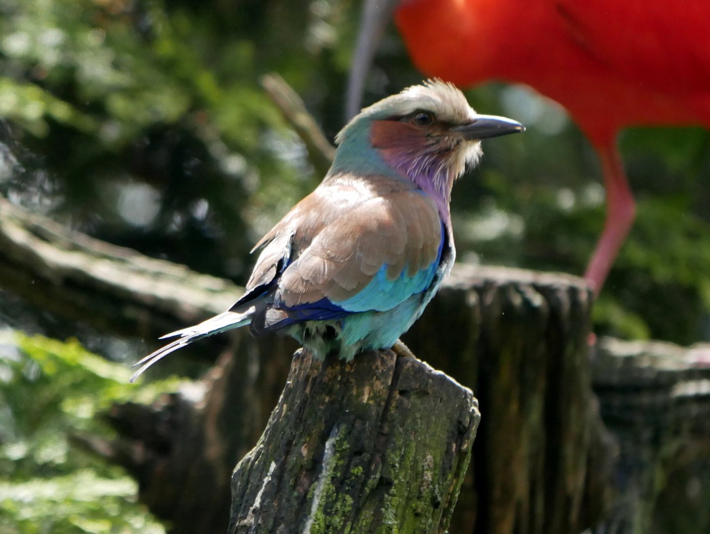 Lilac-breasted roller (Coracias caudatus)