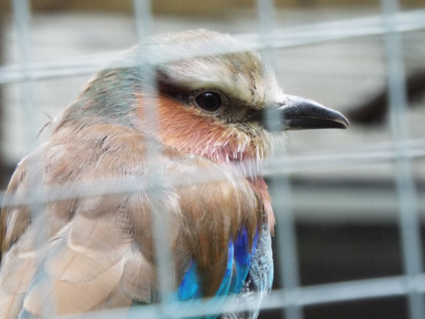 Lilac-breasted roller - Dartmoor Zoo