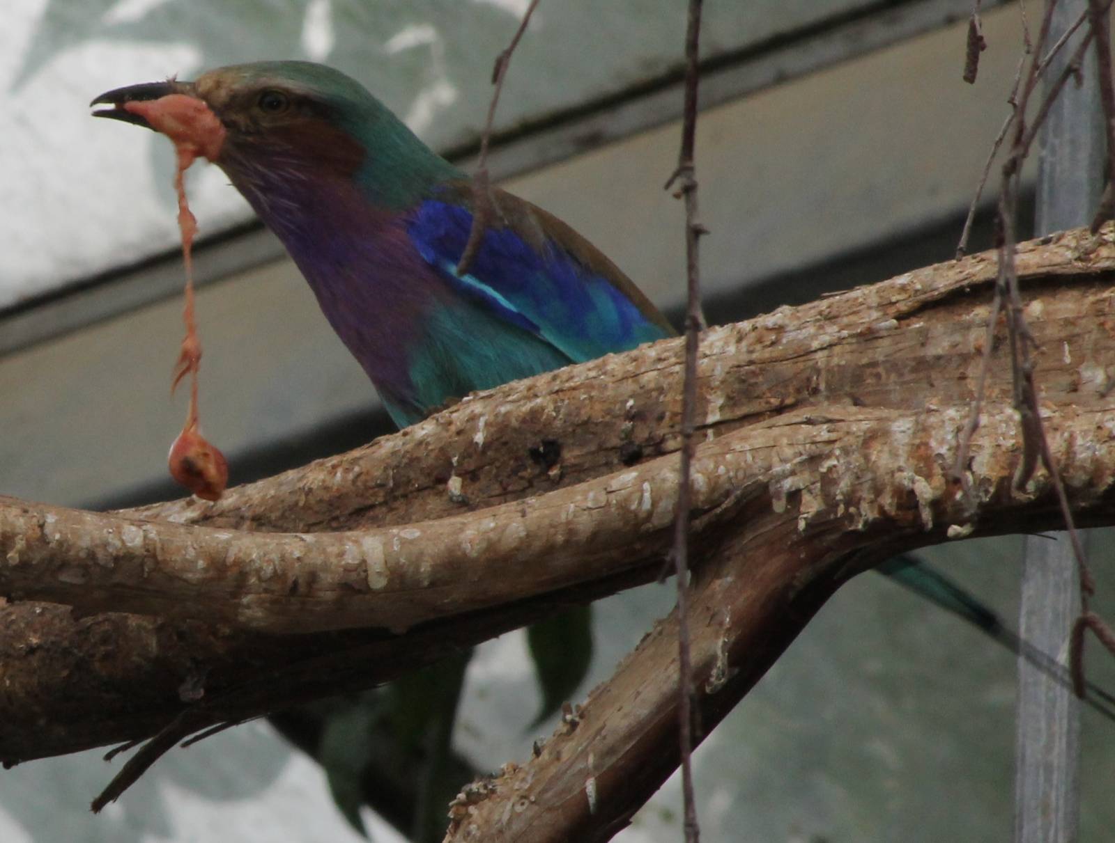 Lilac-breasted roller - eating