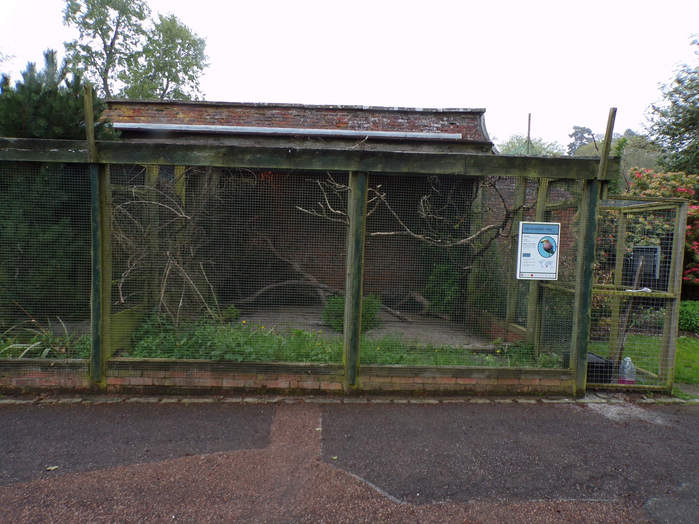 Lilac-breasted roller enclosure 7.5.23