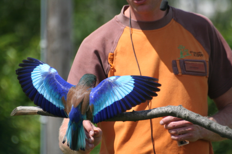 Lilac-breasted Roller, free flight show, Rotterdam 06/2008