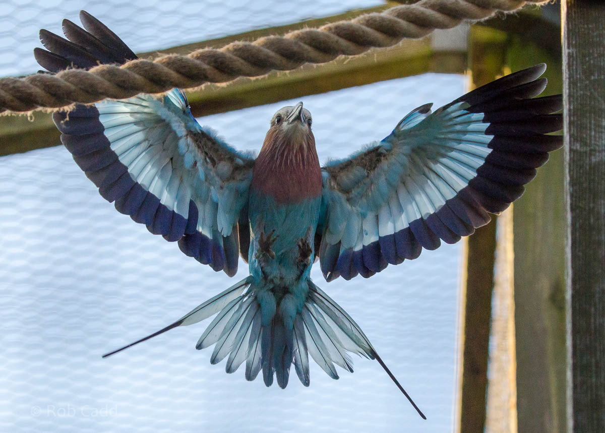 Lilac-breasted roller : Hamerton : 01 Nov 2015