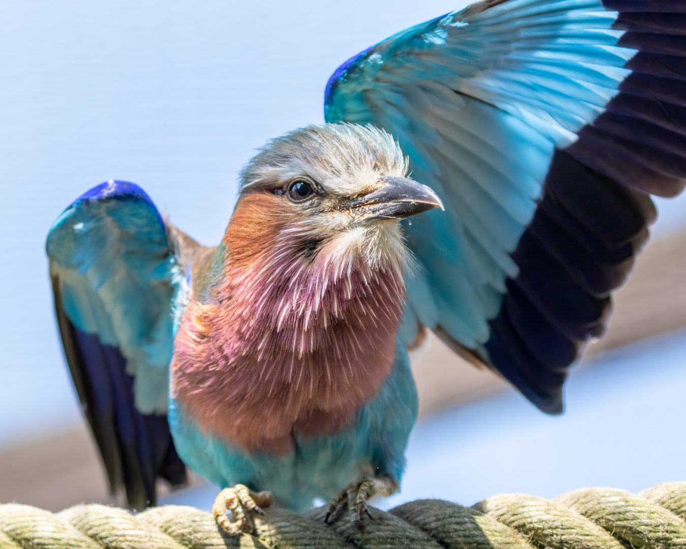 Lilac-breasted Roller / Hamerton / 17-6-20