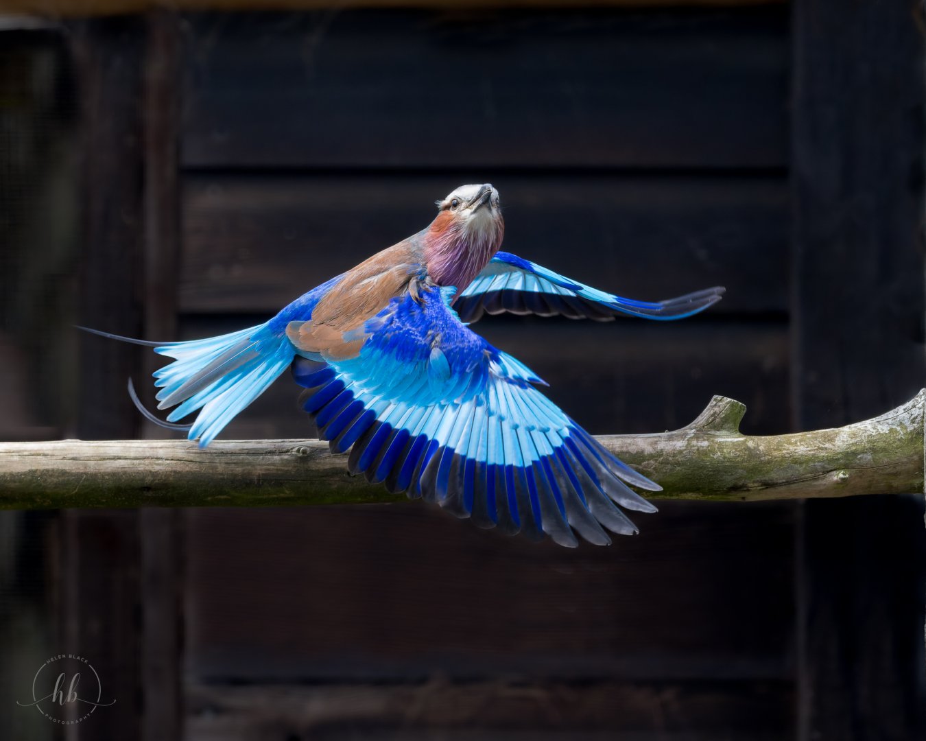 Lilac Breasted Roller / Hamerton / 24-4-25