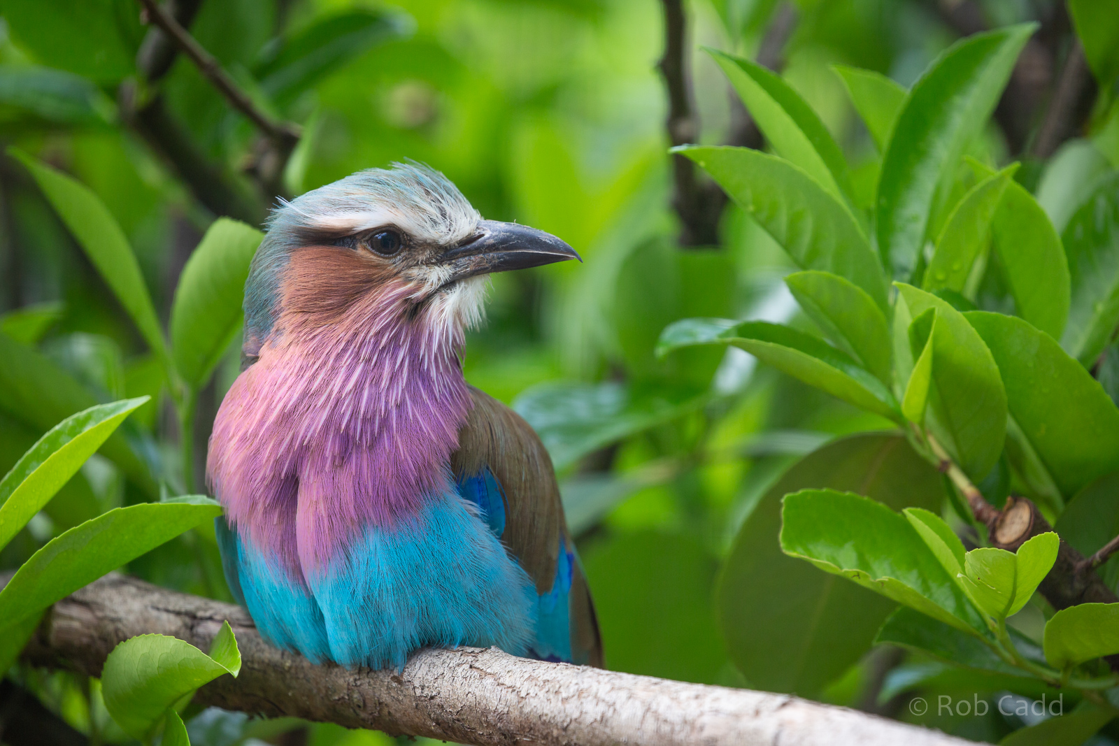 Lilac-breasted roller : Hamerton : 28 Jun 2020