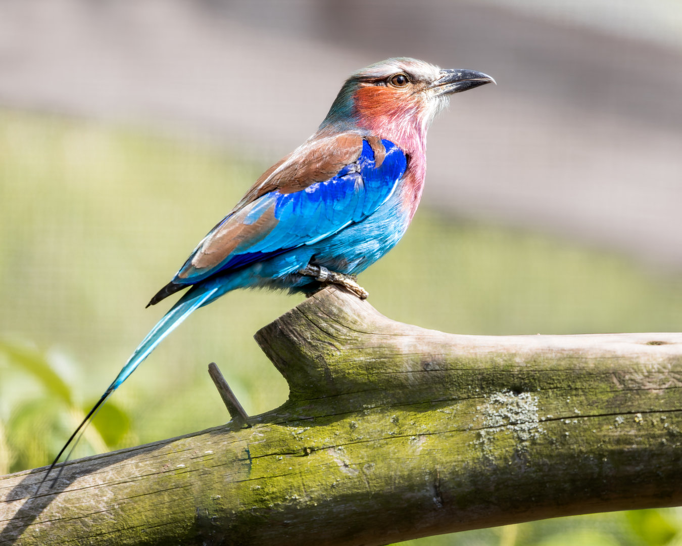 Lilac Breasted Roller / Hamerton / 3-5-23
