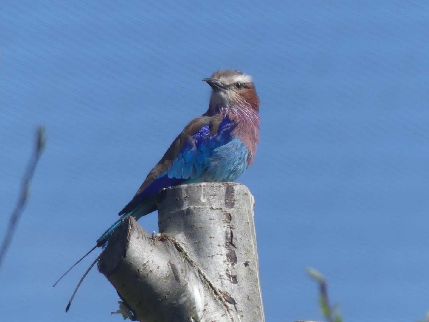 Lilac Breasted Roller - Heart of Africa - 02.04.25
