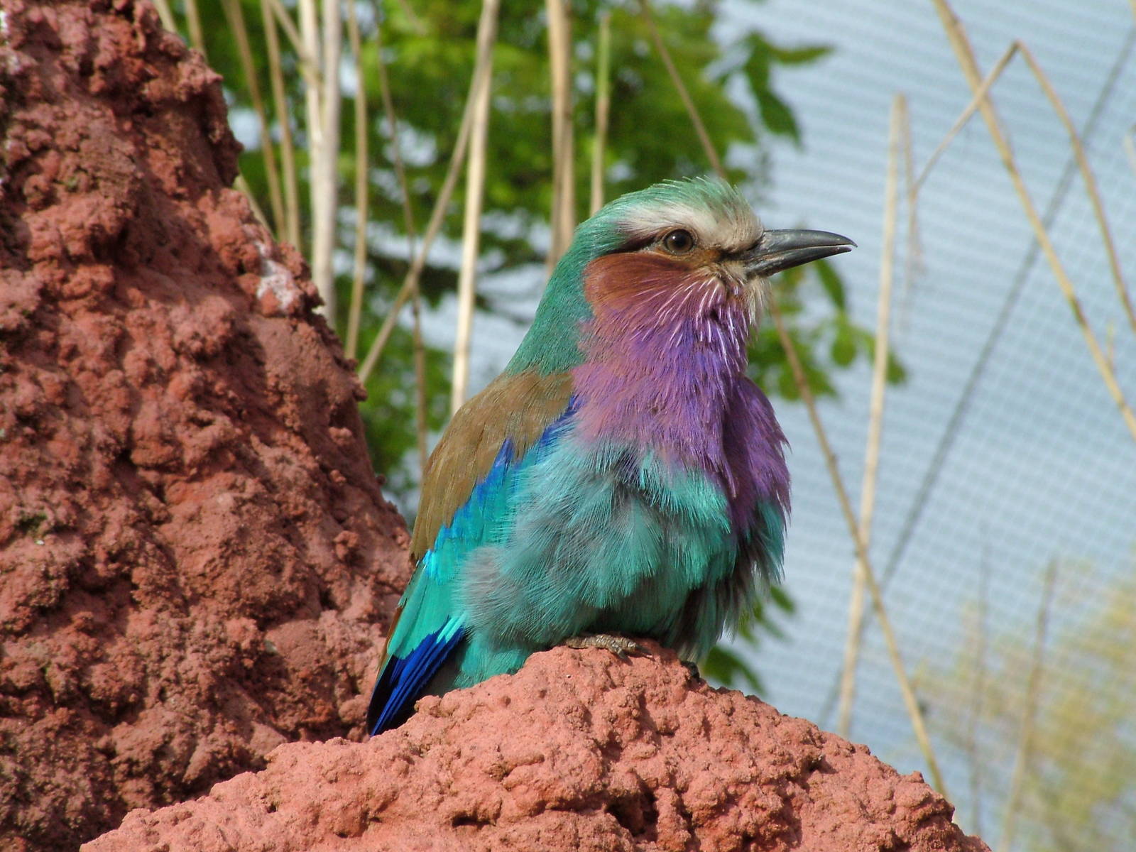 Lilac-breasted Roller in the Tsavo Aviary at Chester 25/04/10