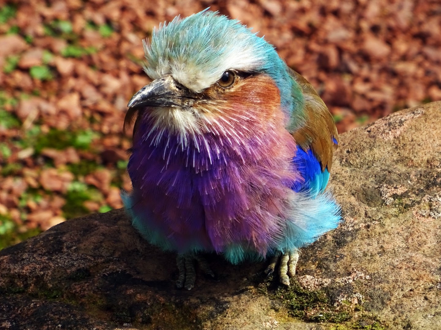 Lilac-Breasted Roller, July 2019