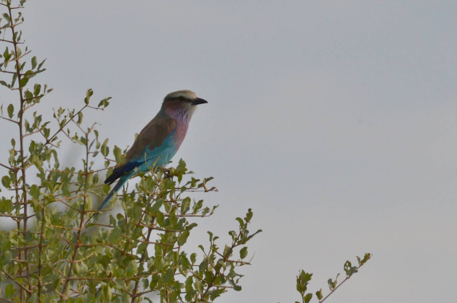 Lilac-breasted Roller, Khwai Community Area, Botswana, 24/04/16