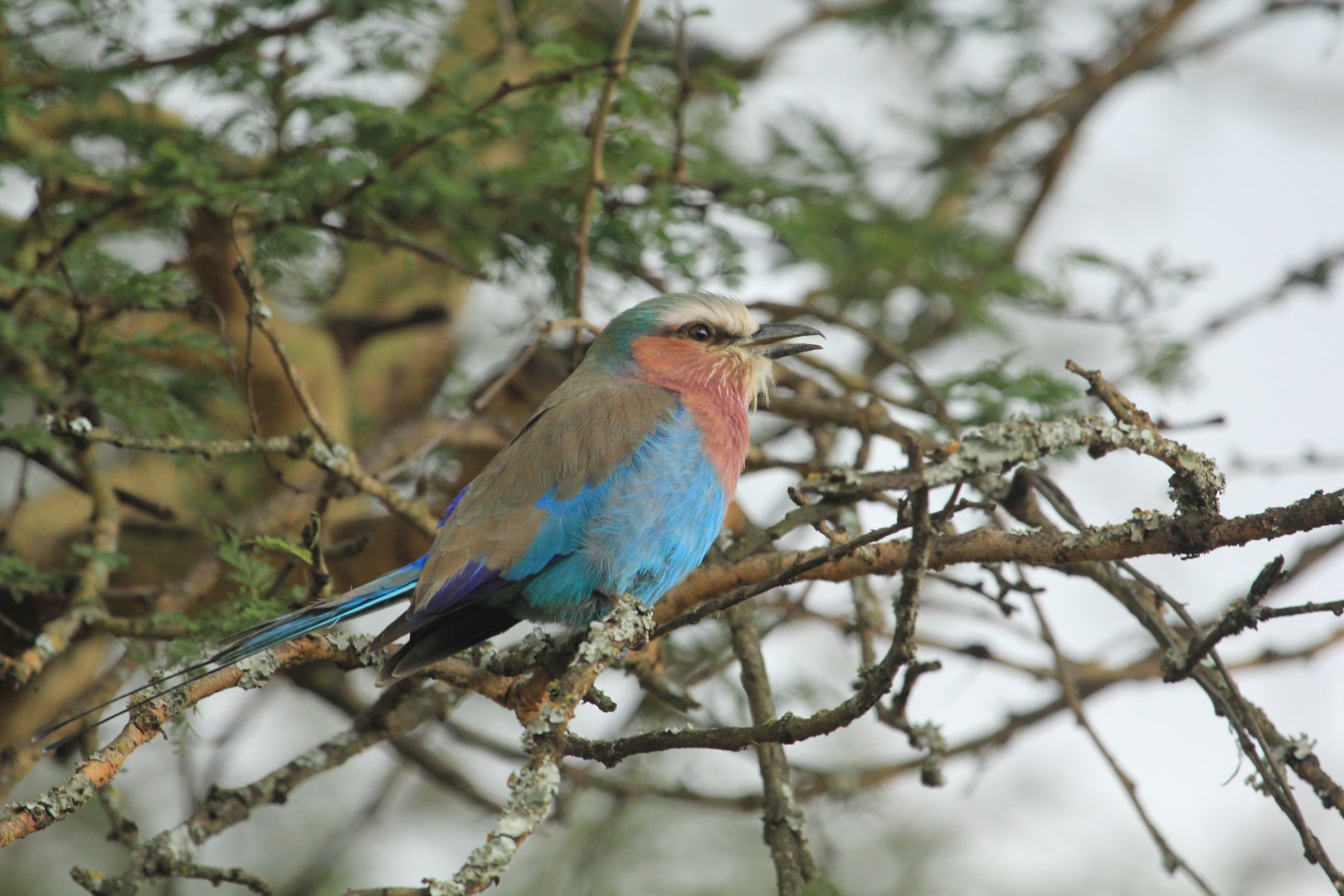 Lilac-breasted Roller - Lake Nakuru NP (September 2018)