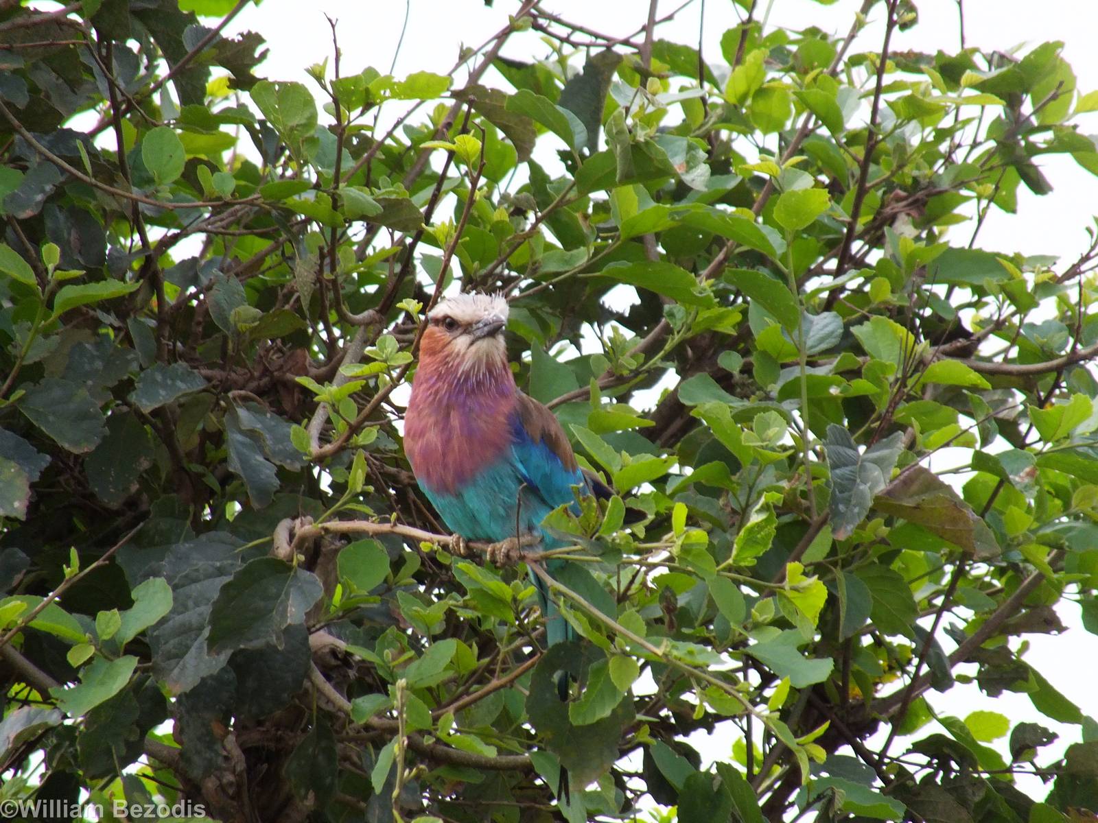 Lilac-breasted Roller - Maasai Mara