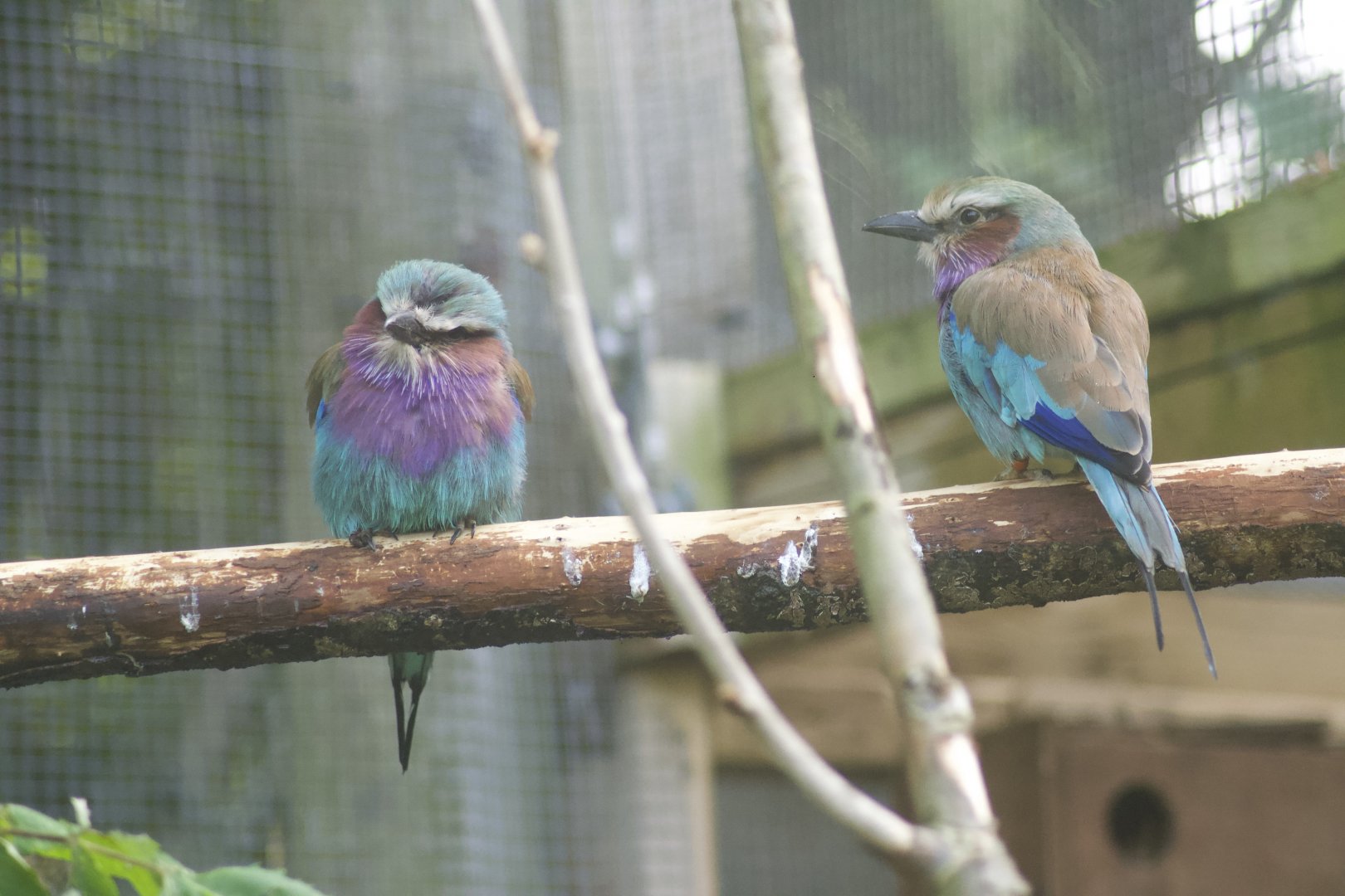 Lilac-breasted roller pair