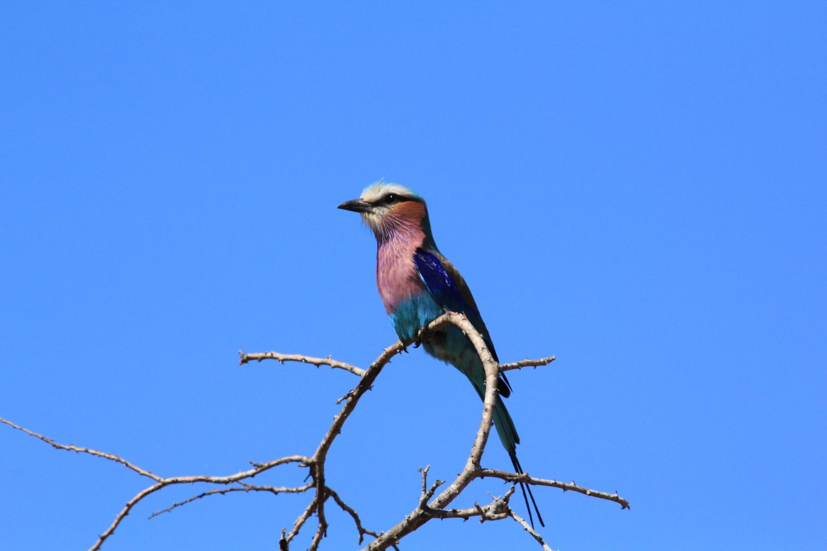 Lilac-breasted roller (September 2012)