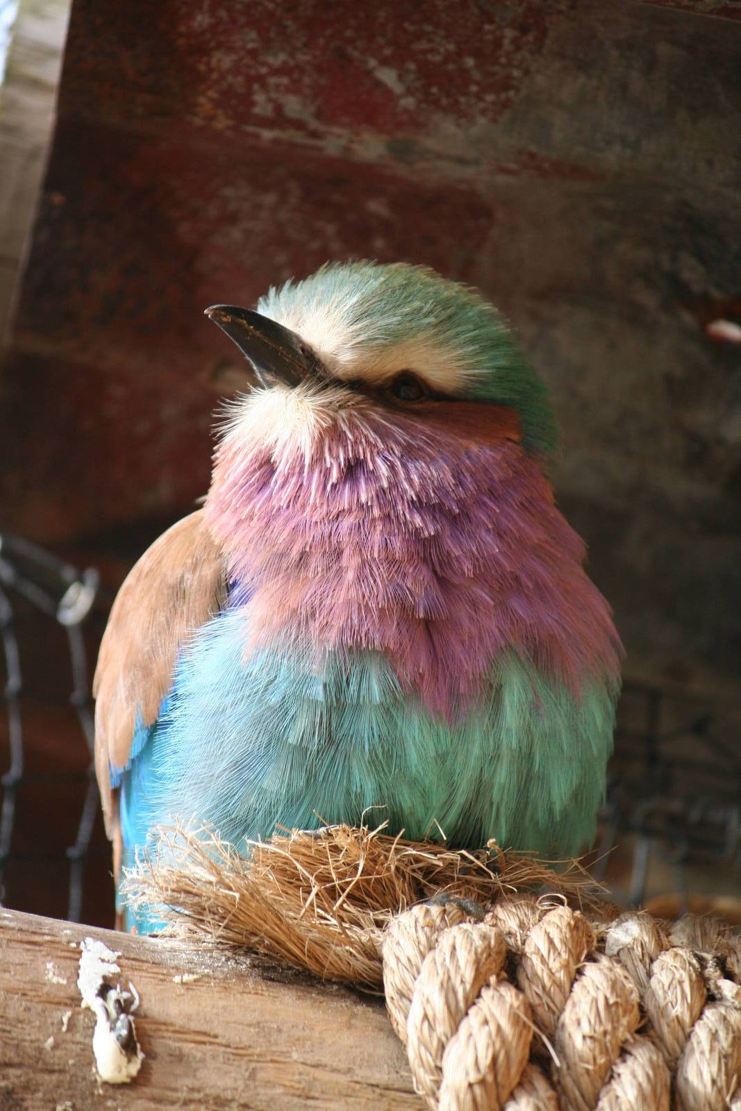 Lilac-Breasted Roller