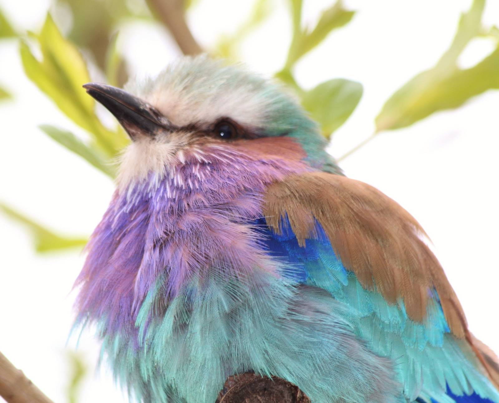 Lilac Breasted Roller