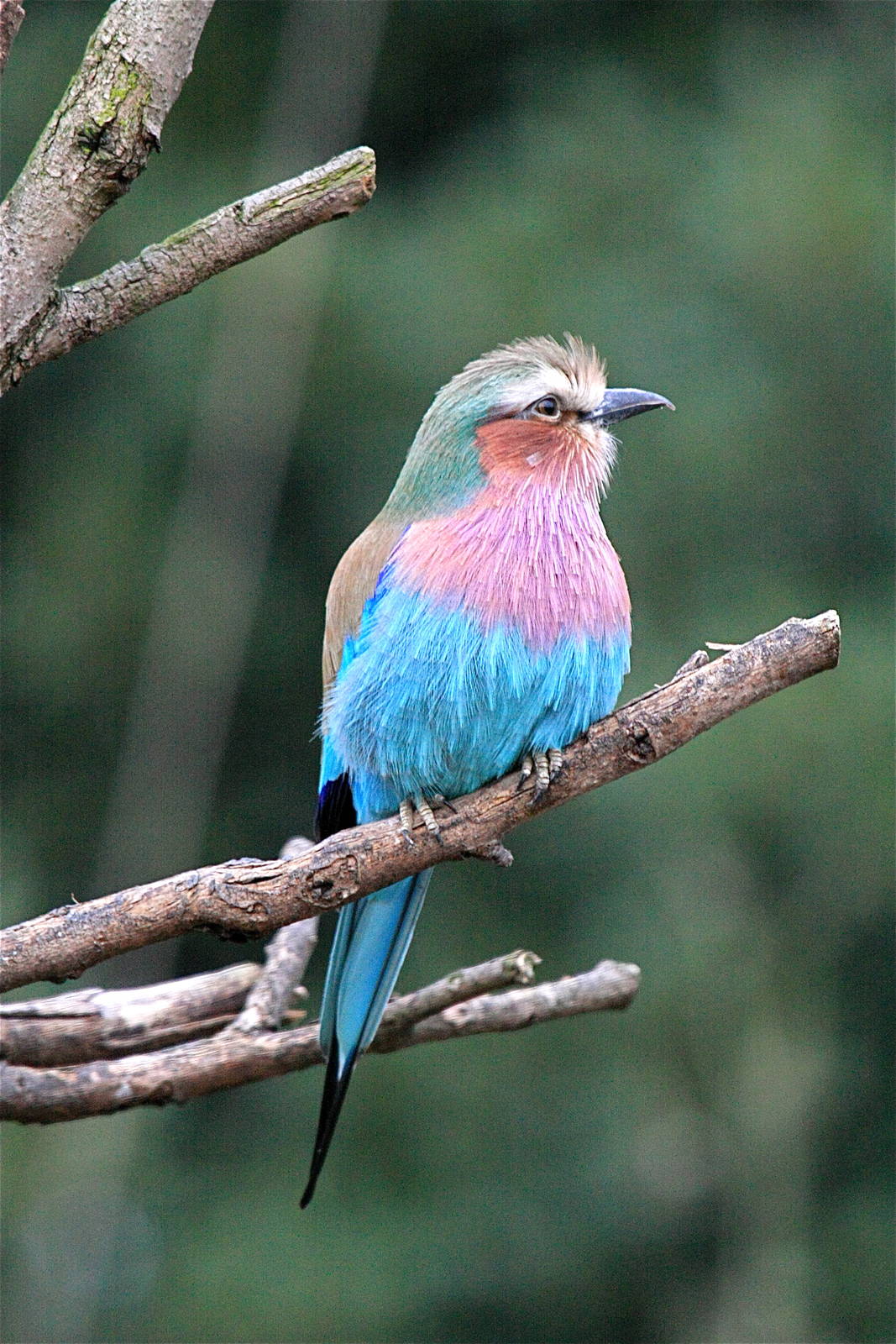Lilac Breasted Roller.