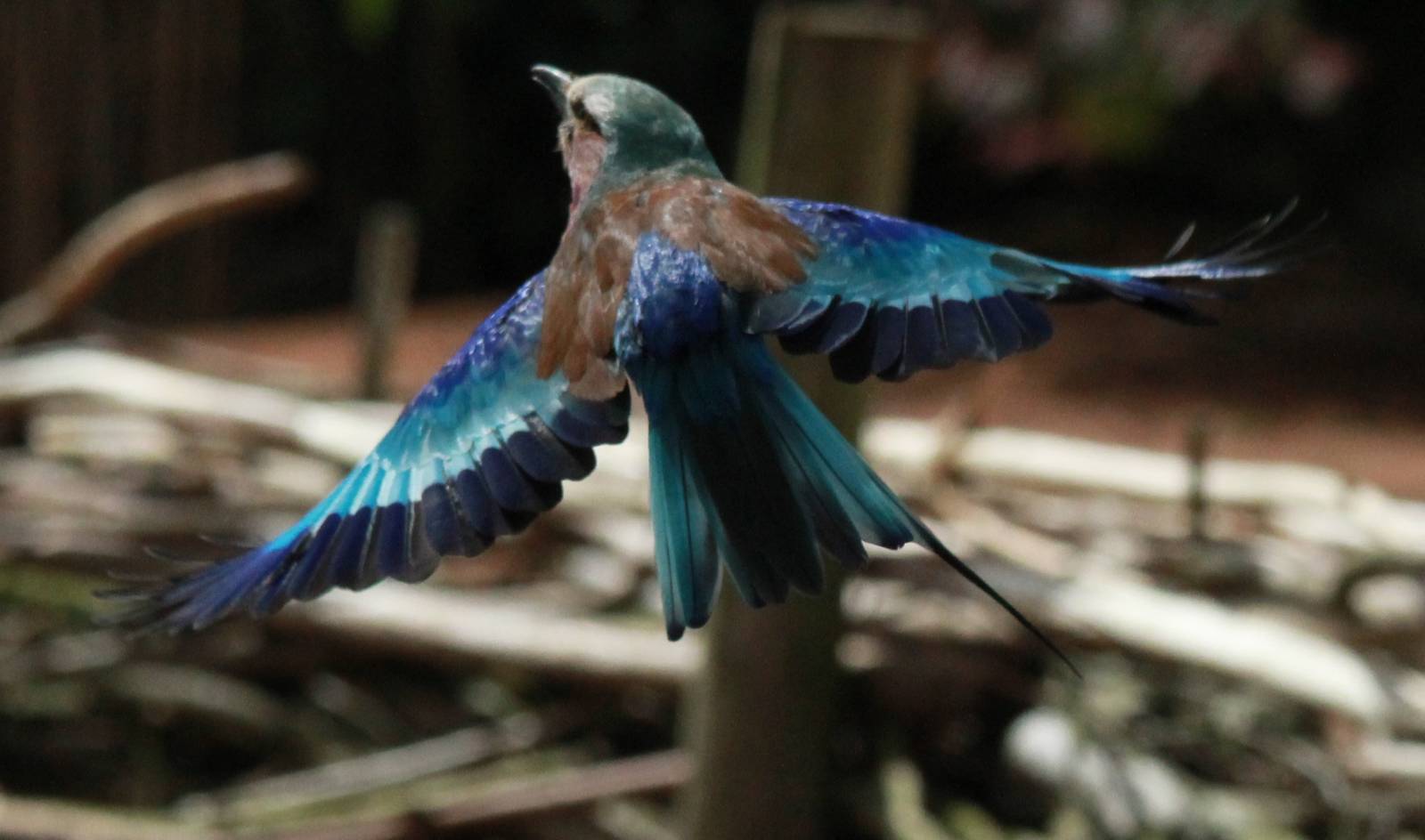Lilac-breasted Roller