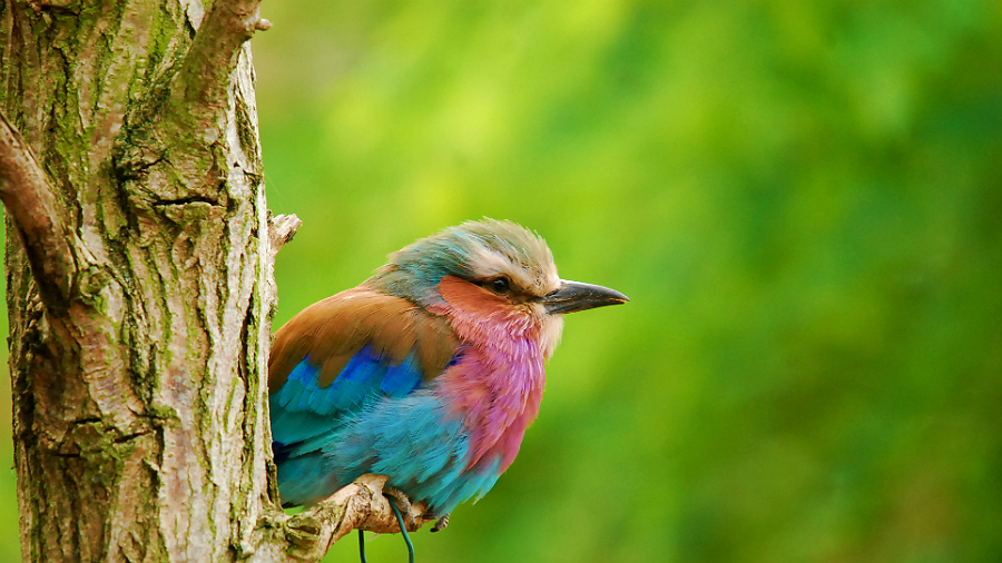 LILAC BREASTED ROLLER