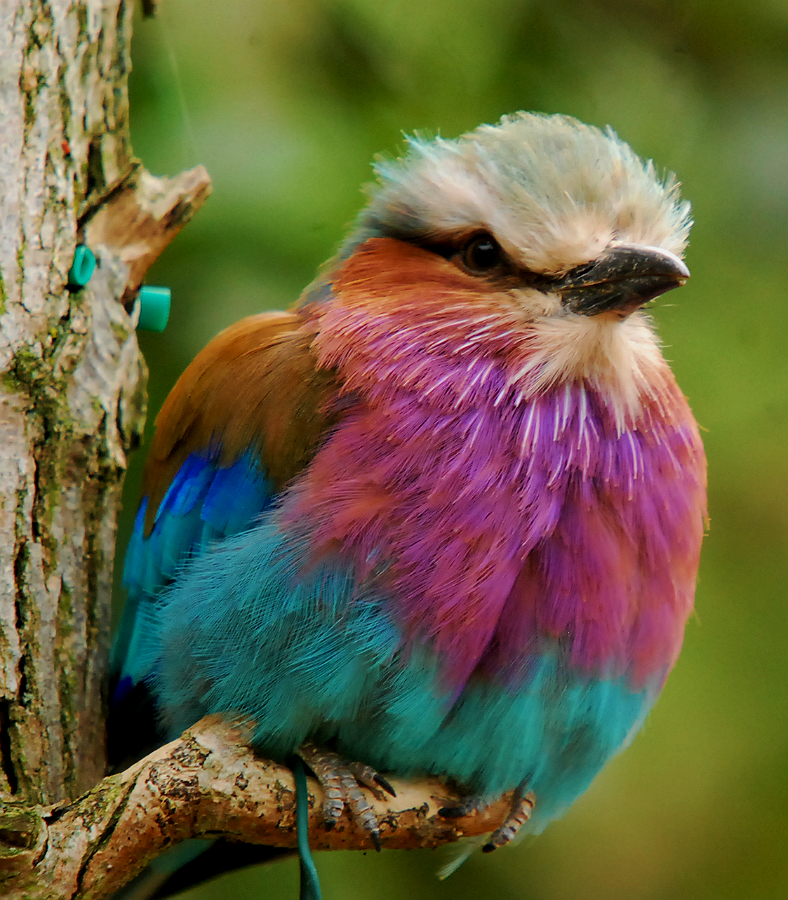 LILAC BREASTED ROLLER