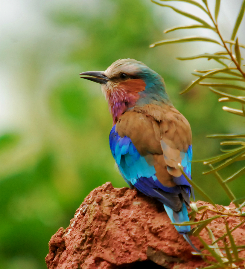 LILAC BREASTED ROLLER