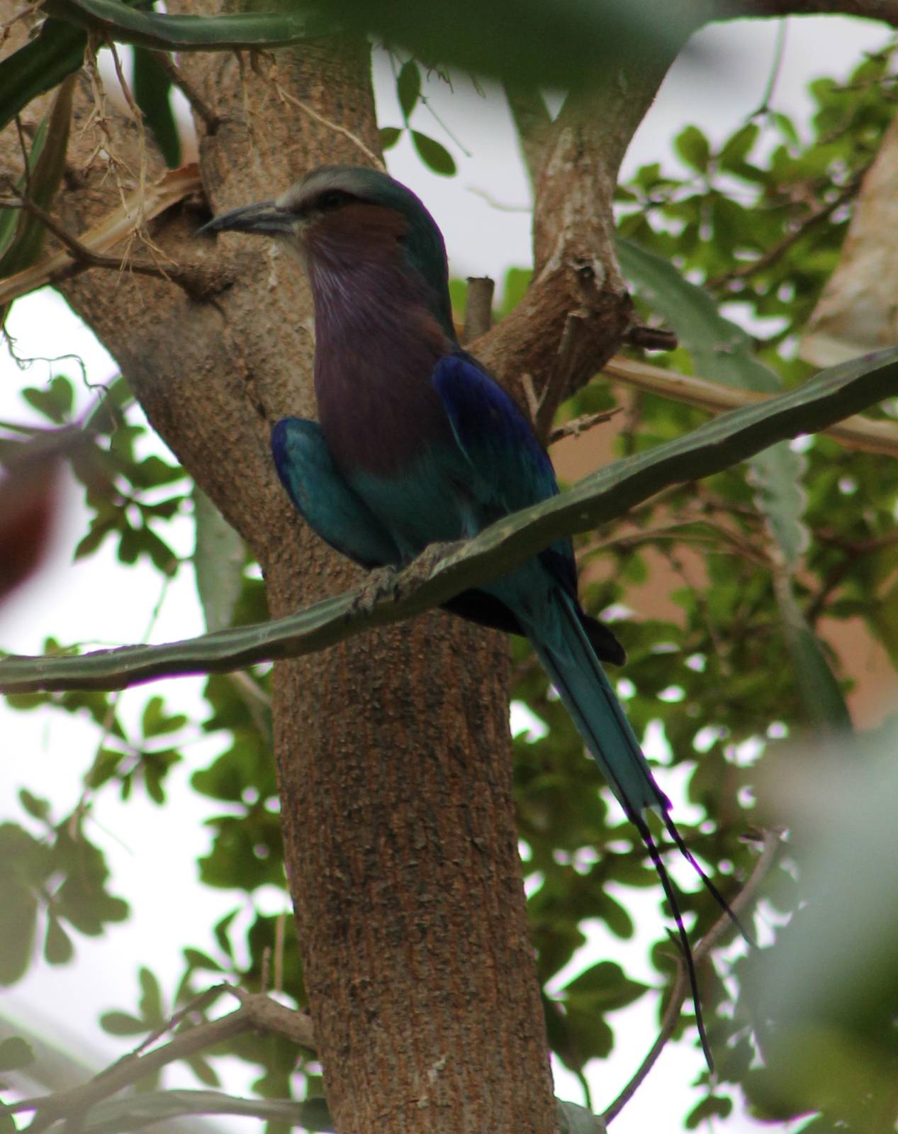 Lilac-breasted roller