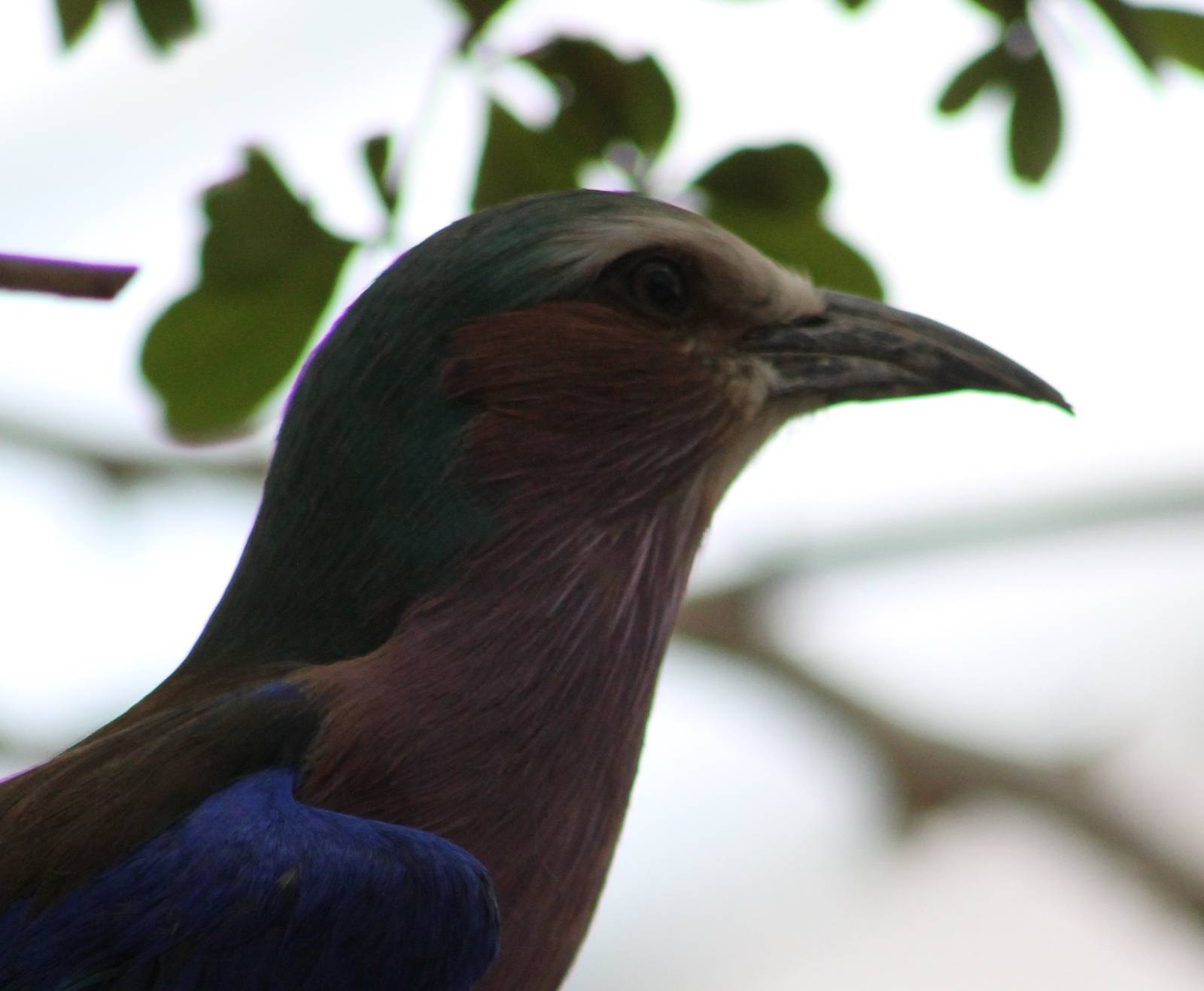 Lilac-breasted roller