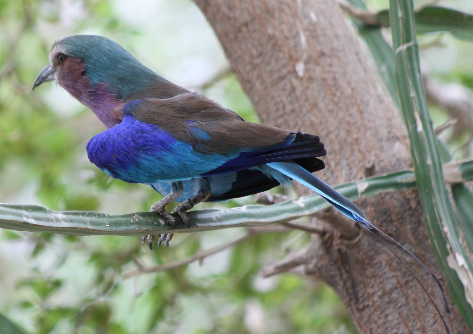 Lilac-breasted roller