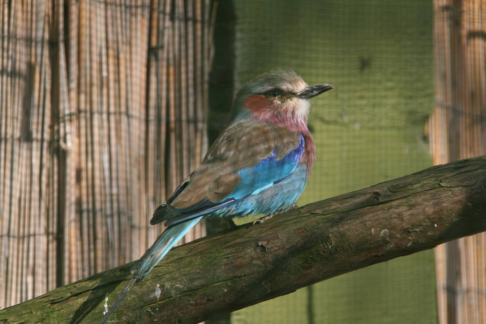 Lilac-breasted Roller
