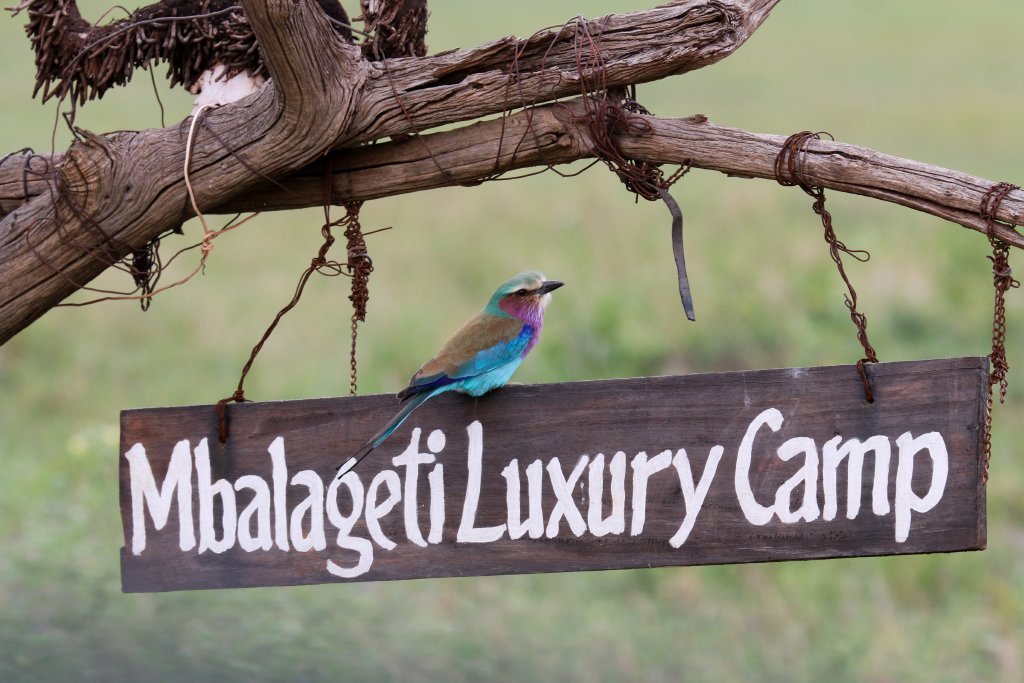 Lilac-breasted Roller