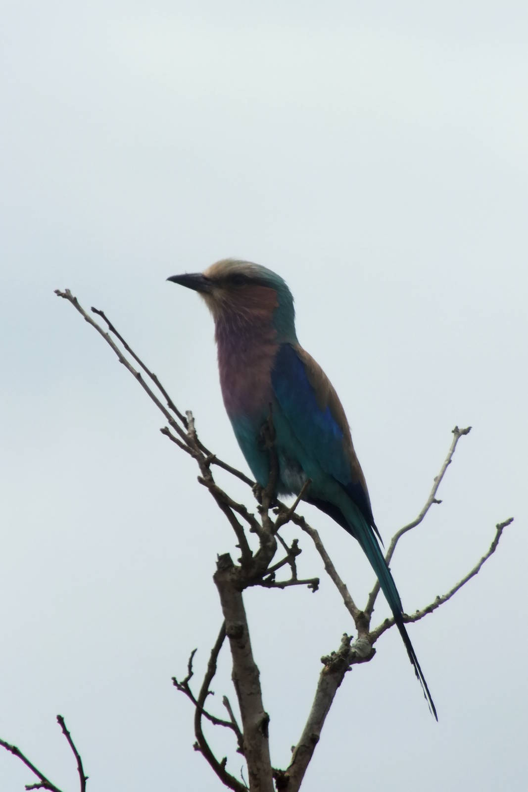 Lilac-breasted Roller