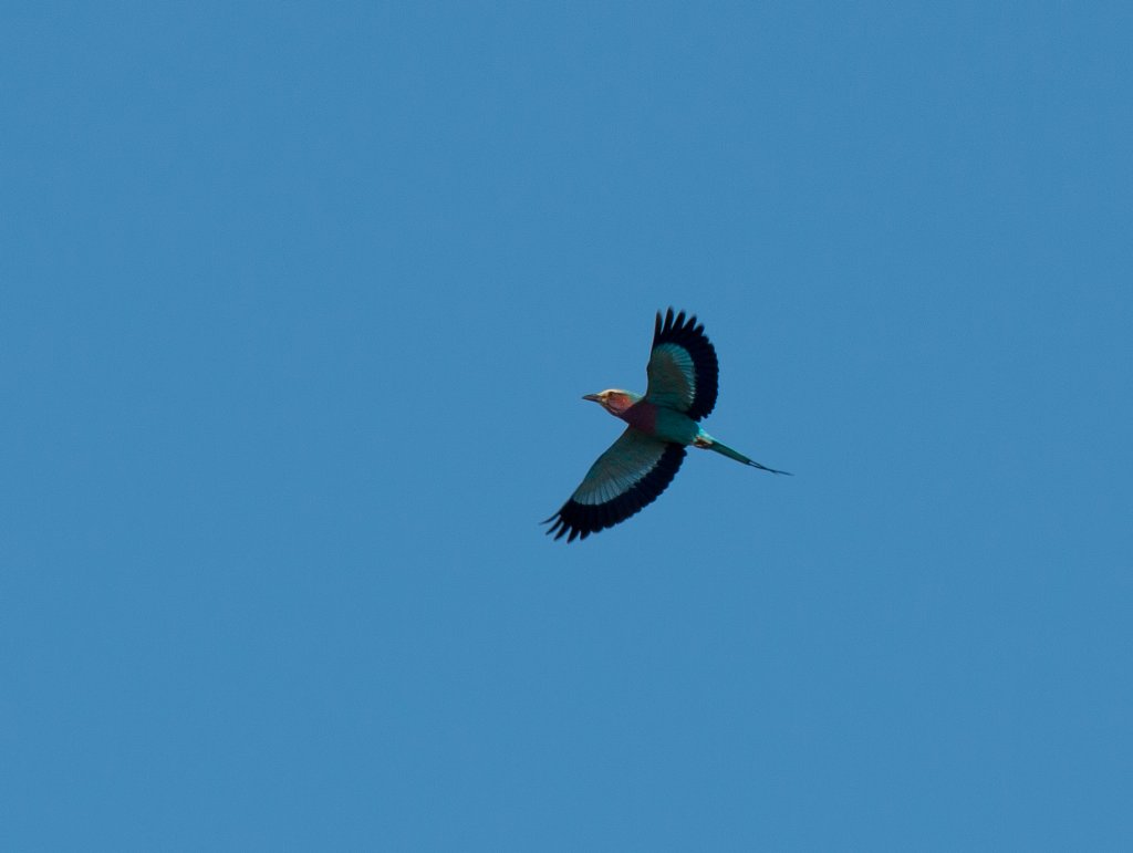 Lilac-breasted Roller