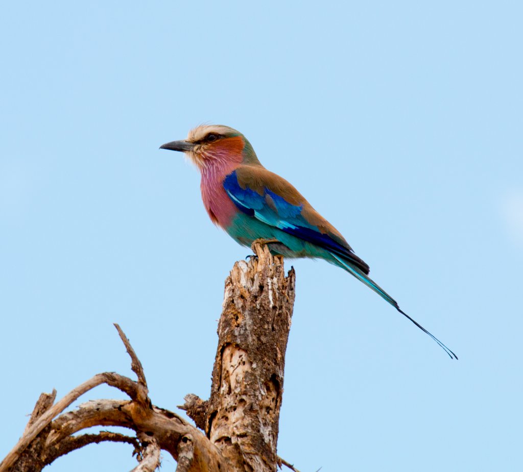 Lilac-breasted Roller