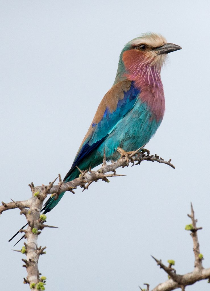 Lilac-breasted Roller
