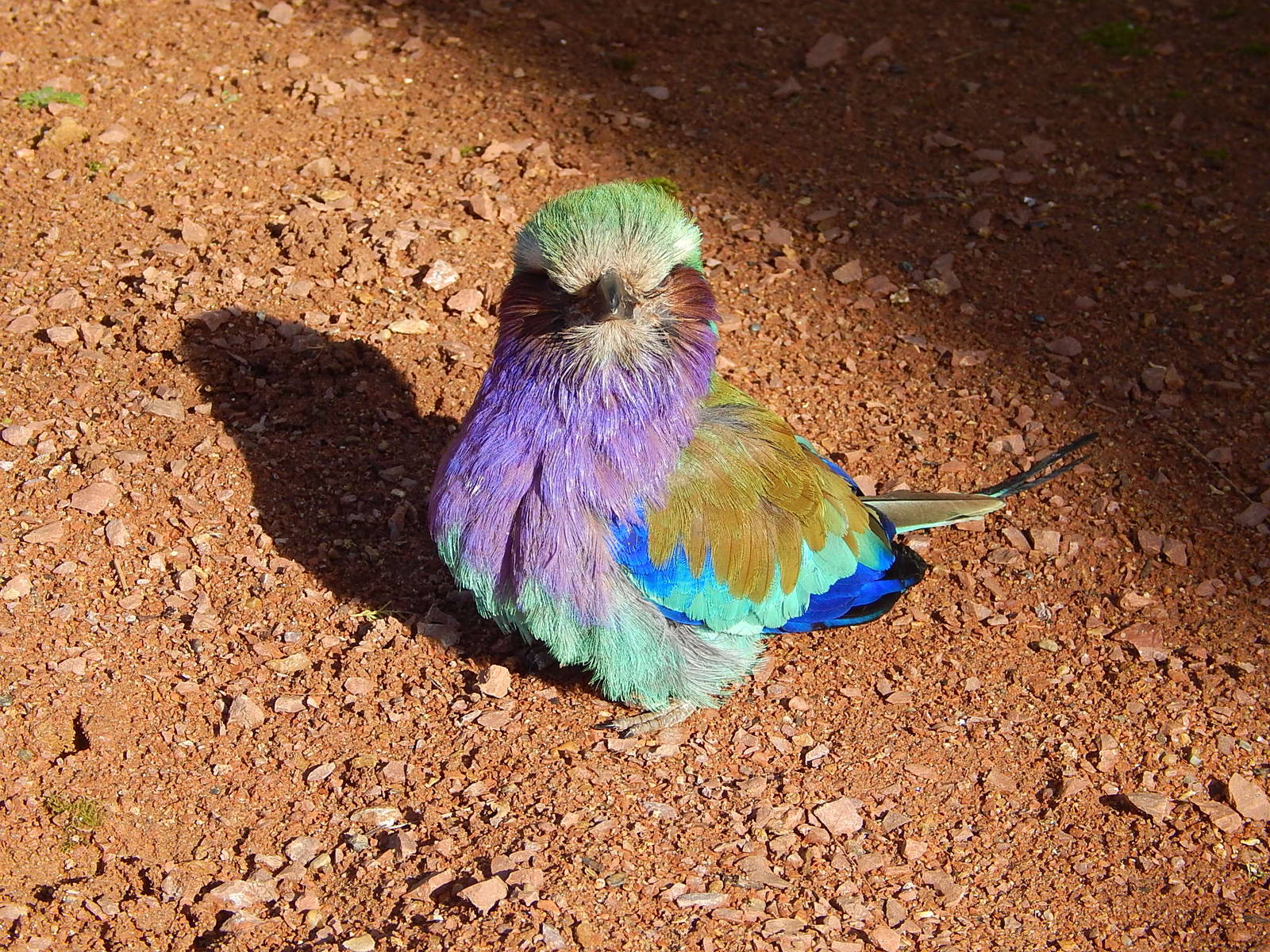 Lilac-breasted roller