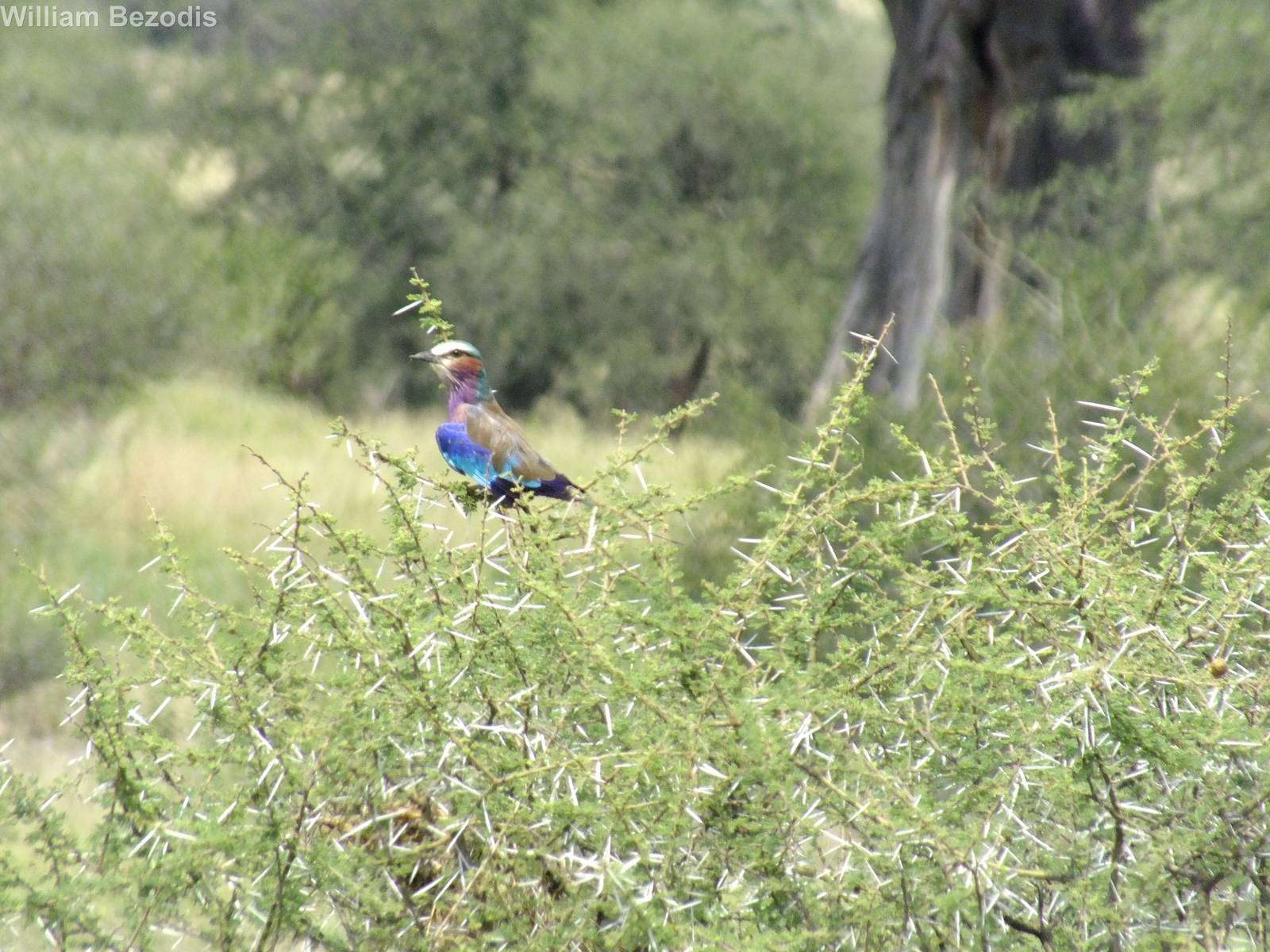 Lilac-breasted Roller