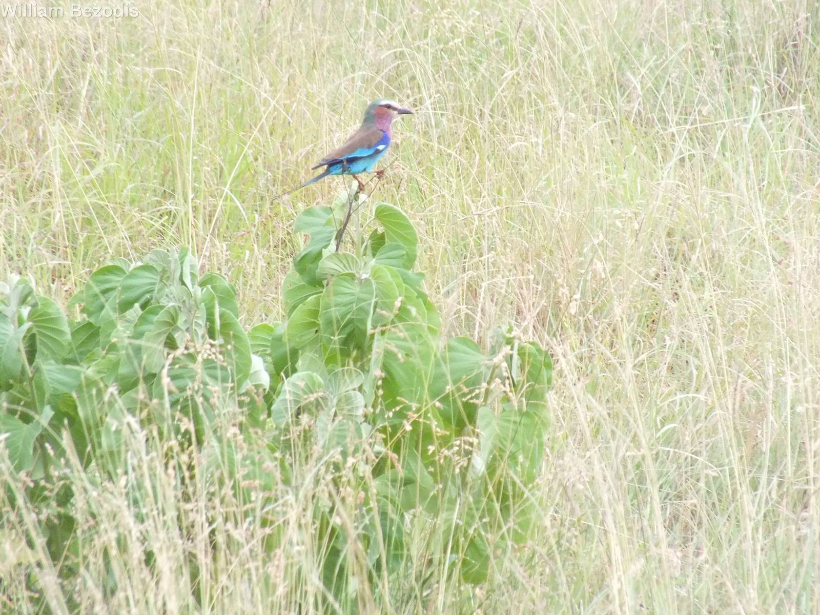 Lilac-breasted Roller